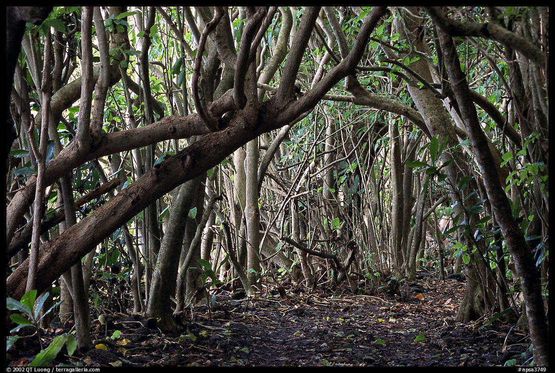 Trees and road, coastal paleotropical rainforest near Saua, Tau Island. National Park of American Samoa