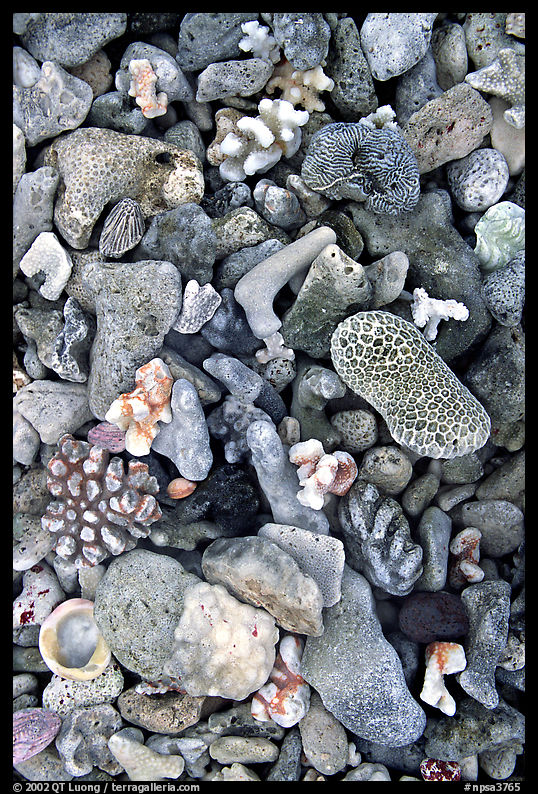 Beached coral, Tau Island. National Park of American Samoa