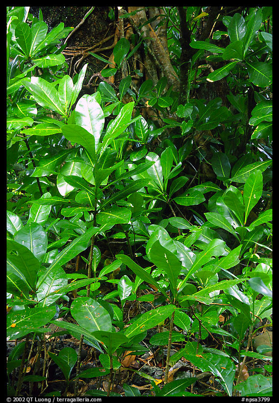 Tropical leaves,  Tutuila Island. National Park of American Samoa