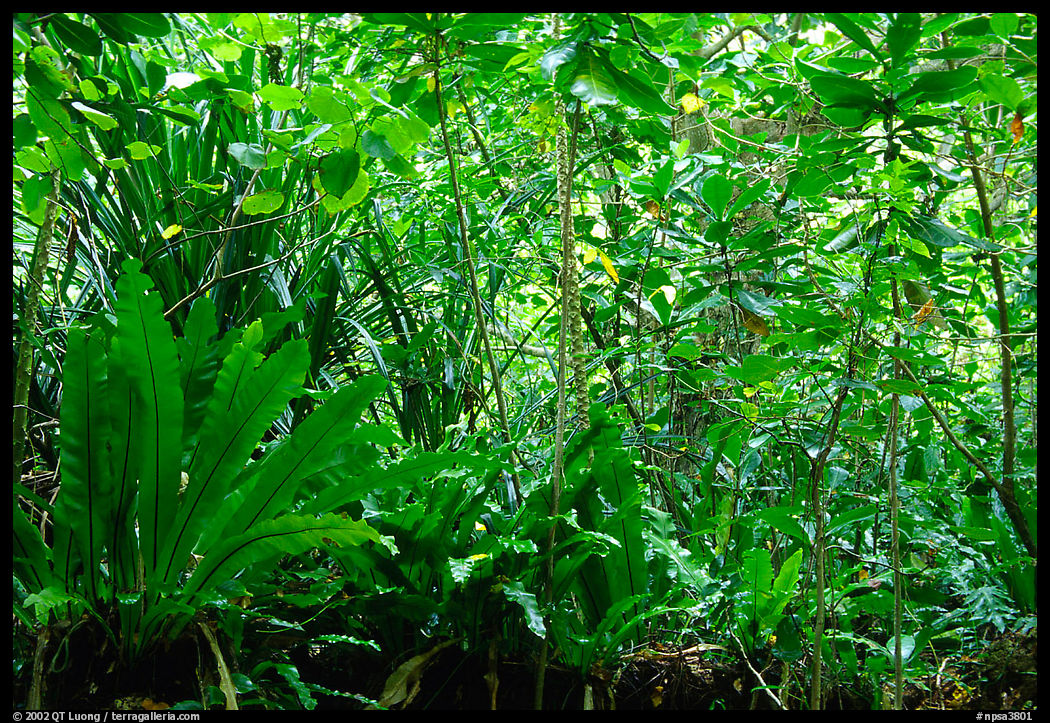 Coastal rainforest mixed with subsistence plantation, Tutuila Island. National Park of American Samoa