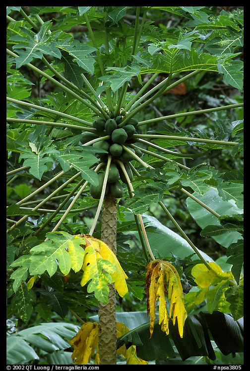 Tropical tree branches and fruits, Tutuila Island. National Park of American Samoa
