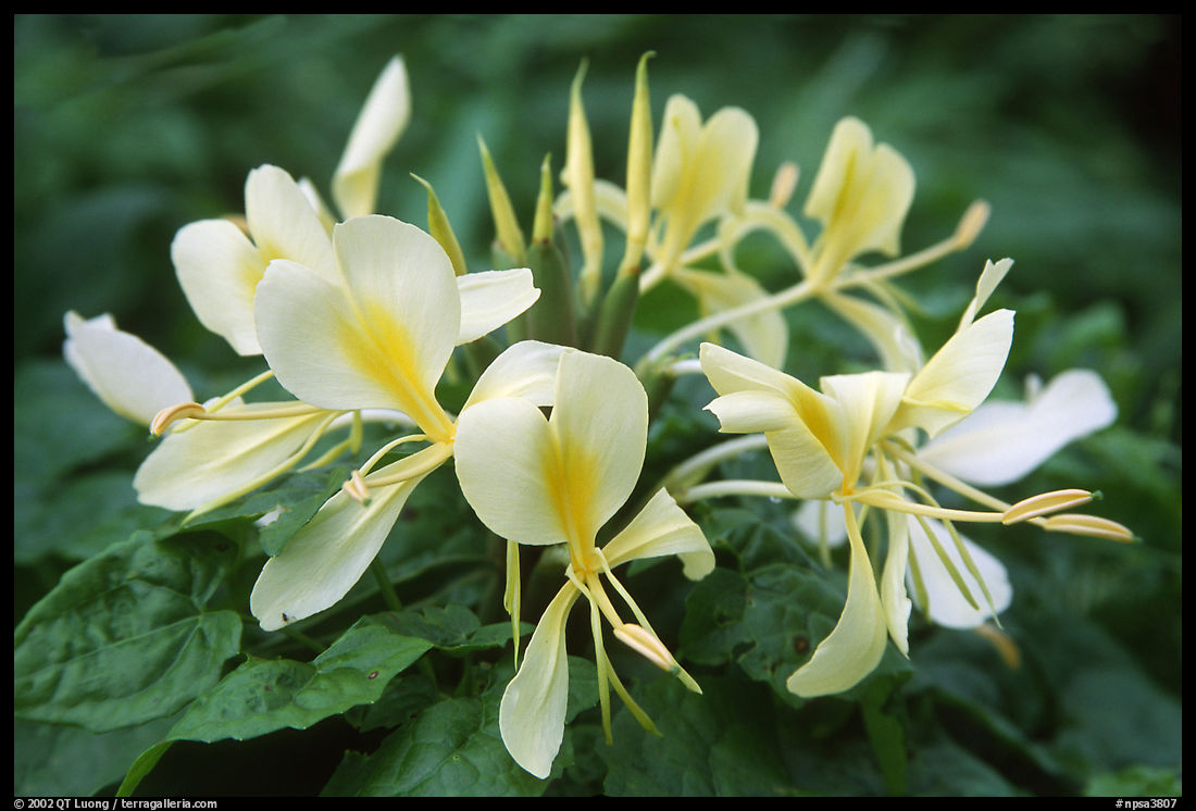Tropical yellow flower, Tutuila Island. National Park of American Samoa
