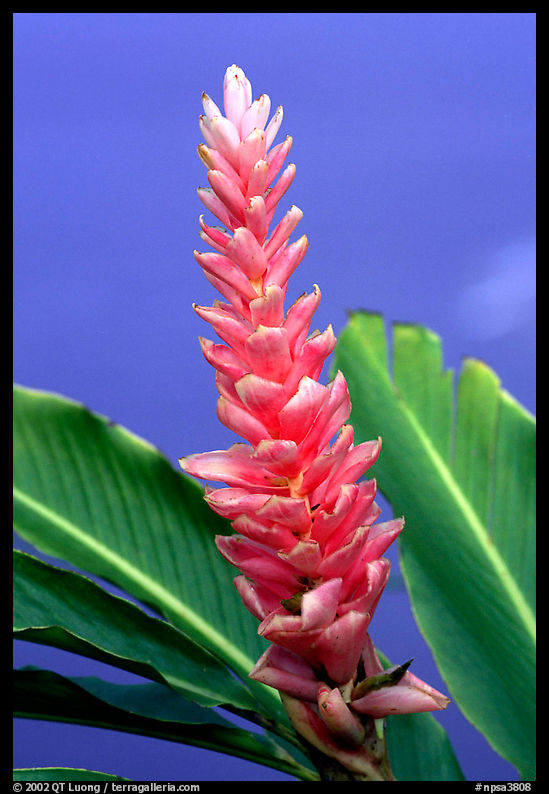 Wild Ginger flower, Tutuila Island. National Park of American Samoa