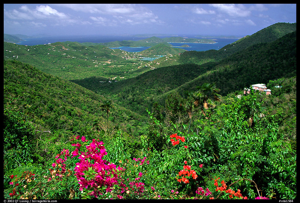Tropical flowers and forest from Centerline road. Virgin Islands National Park, US Virgin Islands.