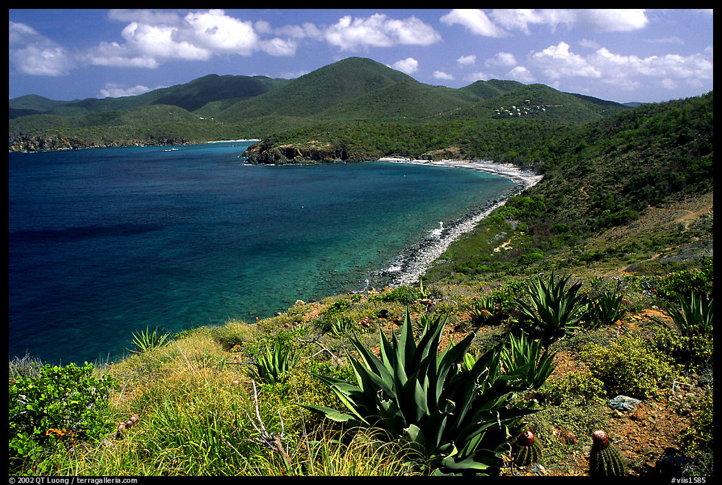Agaves on Ram Head. Virgin Islands National Park, US Virgin Islands.