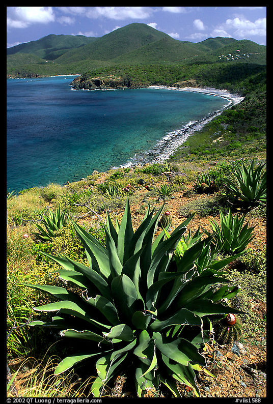 Agave on Ram Head. Virgin Islands National Park, US Virgin Islands.