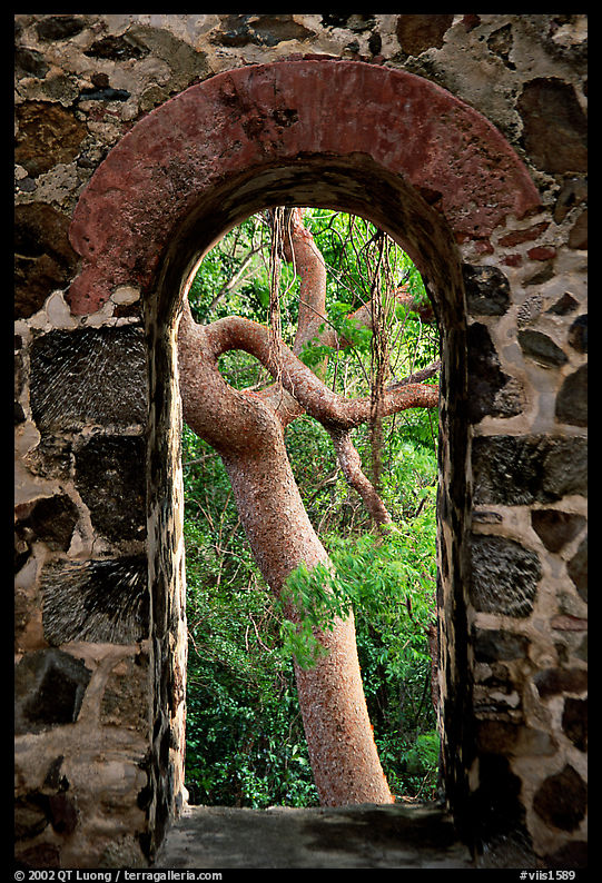 Trees through window of old sugar mill. Virgin Islands National Park, US Virgin Islands.