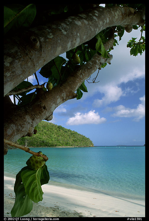 Tropical tree and beach, Maho Bay. Virgin Islands National Park
