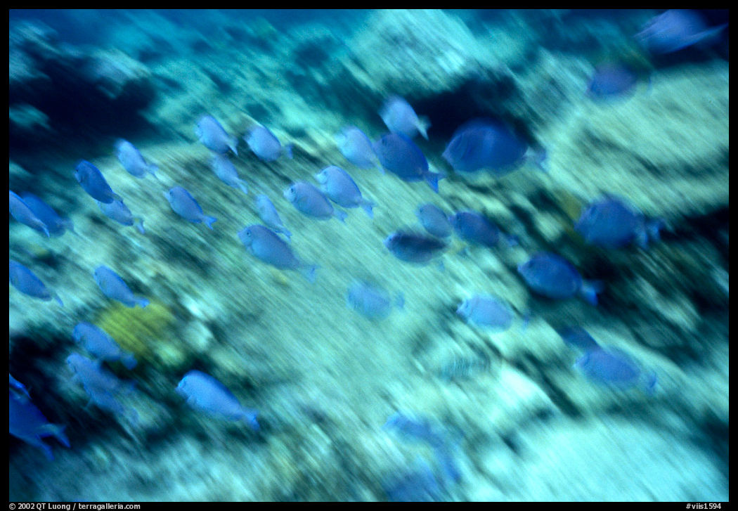 School of blue fish underwater. Virgin Islands National Park