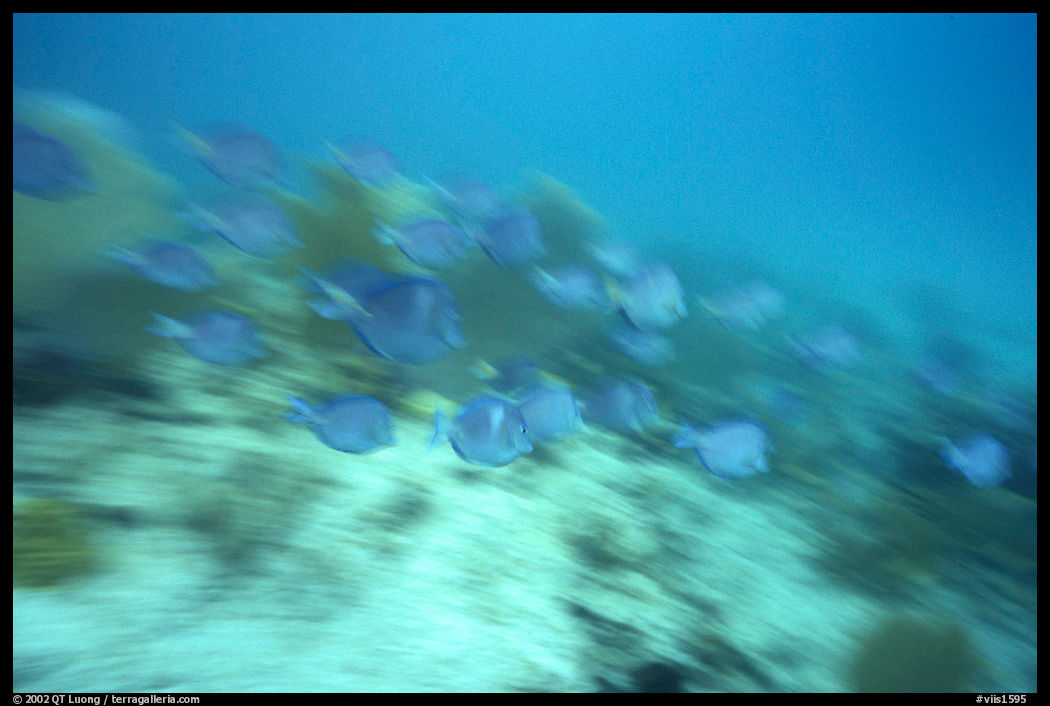 School of blue fish in motion. Virgin Islands National Park, US Virgin Islands.