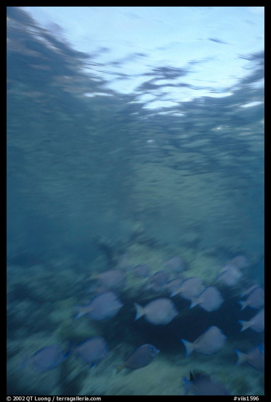 Blue fish school with blur. Virgin Islands National Park, US Virgin Islands.