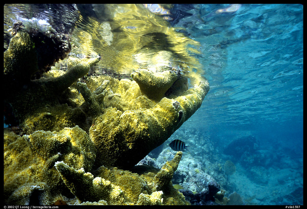 Coral and water surface. Virgin Islands National Park, US Virgin Islands.