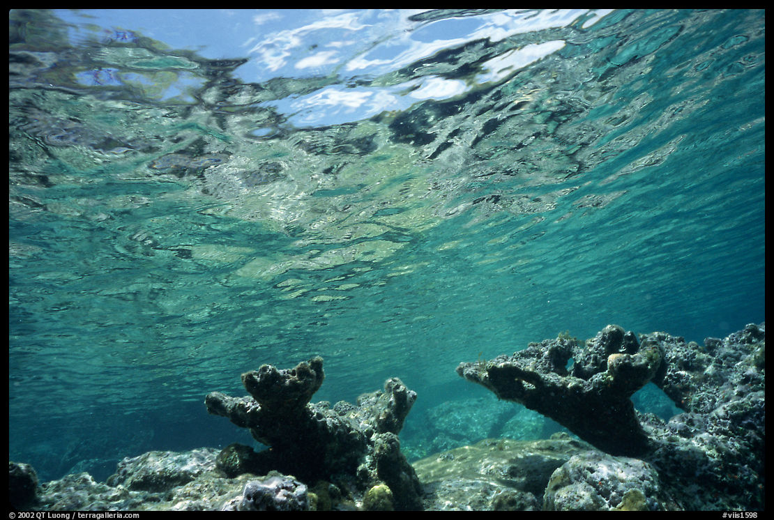 Elkhorn coral. Virgin Islands National Park, US Virgin Islands.
