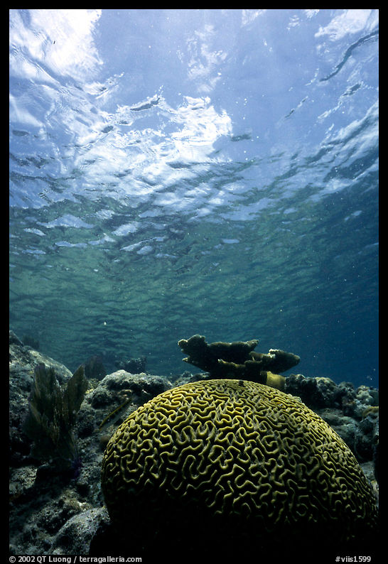 Brain coral. Virgin Islands National Park, US Virgin Islands.