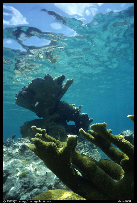 Elkhorn coral underwater. Virgin Islands National Park