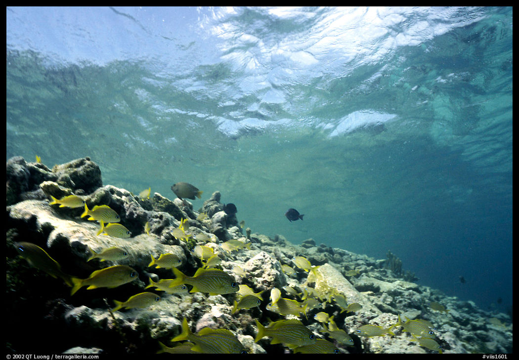 School of yellow fish. Virgin Islands National Park, US Virgin Islands.