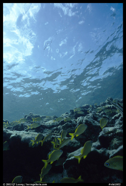 Fish over reef and bright surface. Virgin Islands National Park, US Virgin Islands.