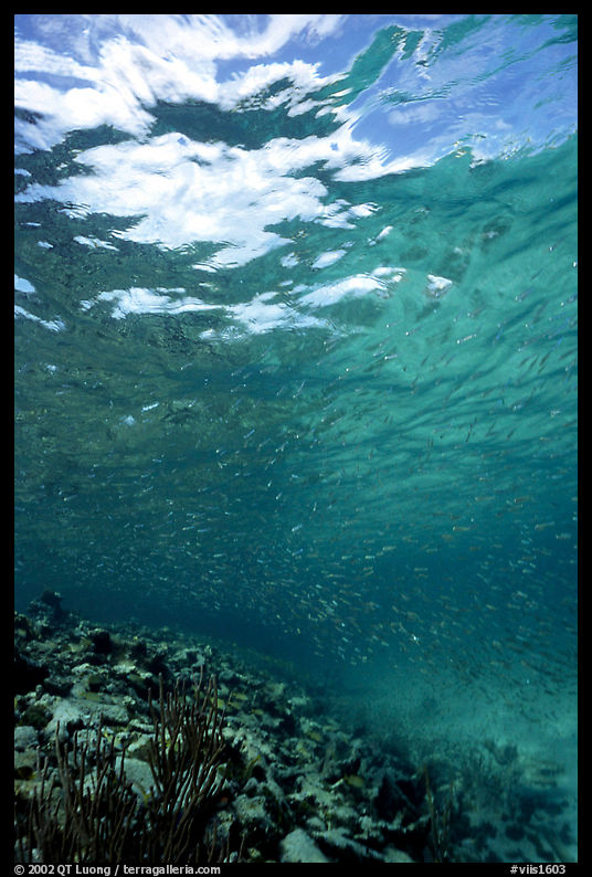 Water surface and fish over reef. Virgin Islands National Park, US Virgin Islands.