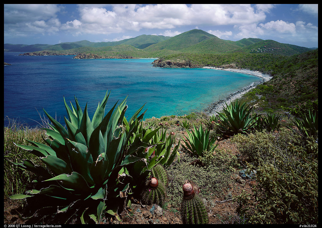 Agaves and cactus, and turquoise waters, Ram Head. Virgin Islands National Park, US Virgin Islands.