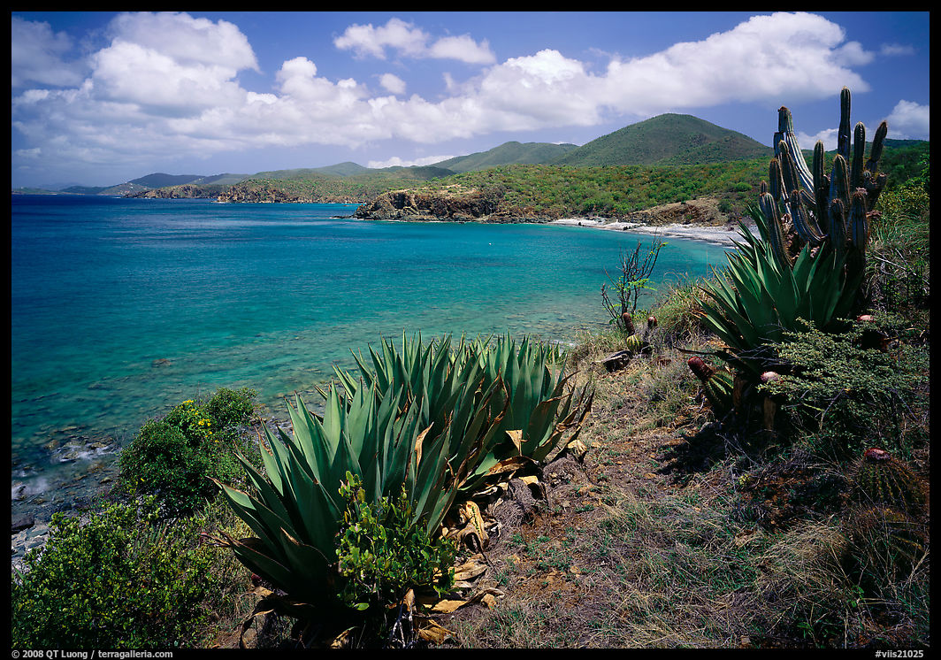 Agave and tropical turquoise waters on Ram Head. Virgin Islands National Park, US Virgin Islands.