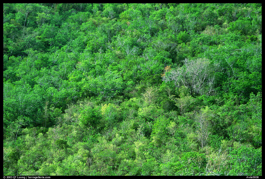 Tropical forest. Virgin Islands National Park, US Virgin Islands.