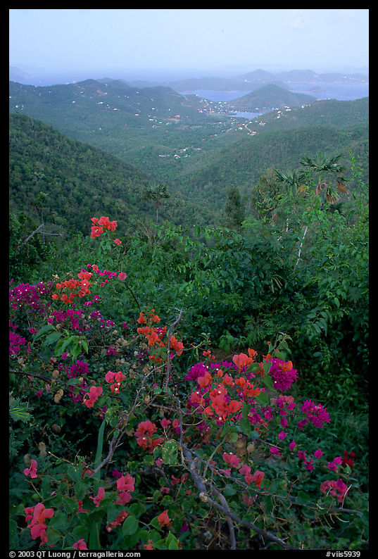 Bougainvillea flowers and view from ridge. Virgin Islands National Park, US Virgin Islands.