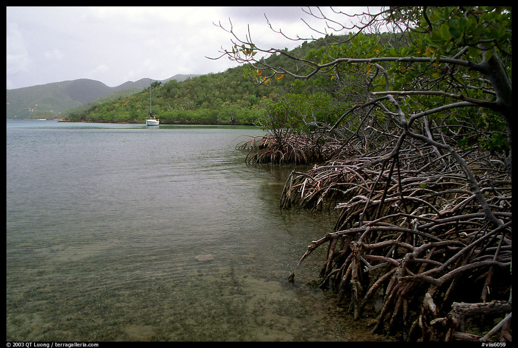 Mangrove shore, Round Bay. Virgin Islands National Park, US Virgin Islands.