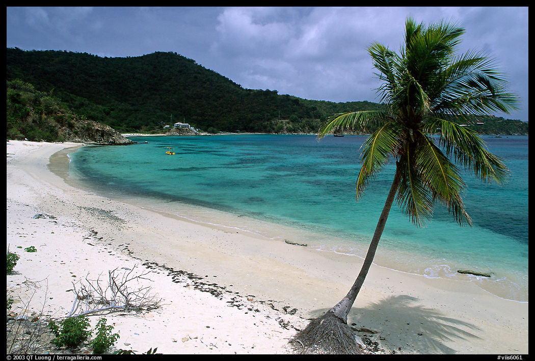 Beach and palm tree in Hurricane Hole Bay. Virgin Islands National Park, US Virgin Islands.