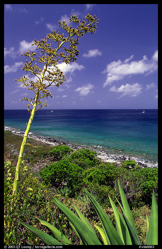 Agave and tall flower on Ram Head. Virgin Islands National Park