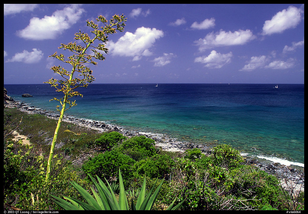Centenial flower and ocean on Ram Head. Virgin Islands National Park, US Virgin Islands.