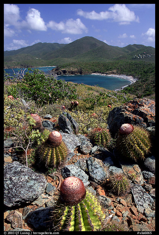 Cactus on Ram Head. Virgin Islands National Park, US Virgin Islands.