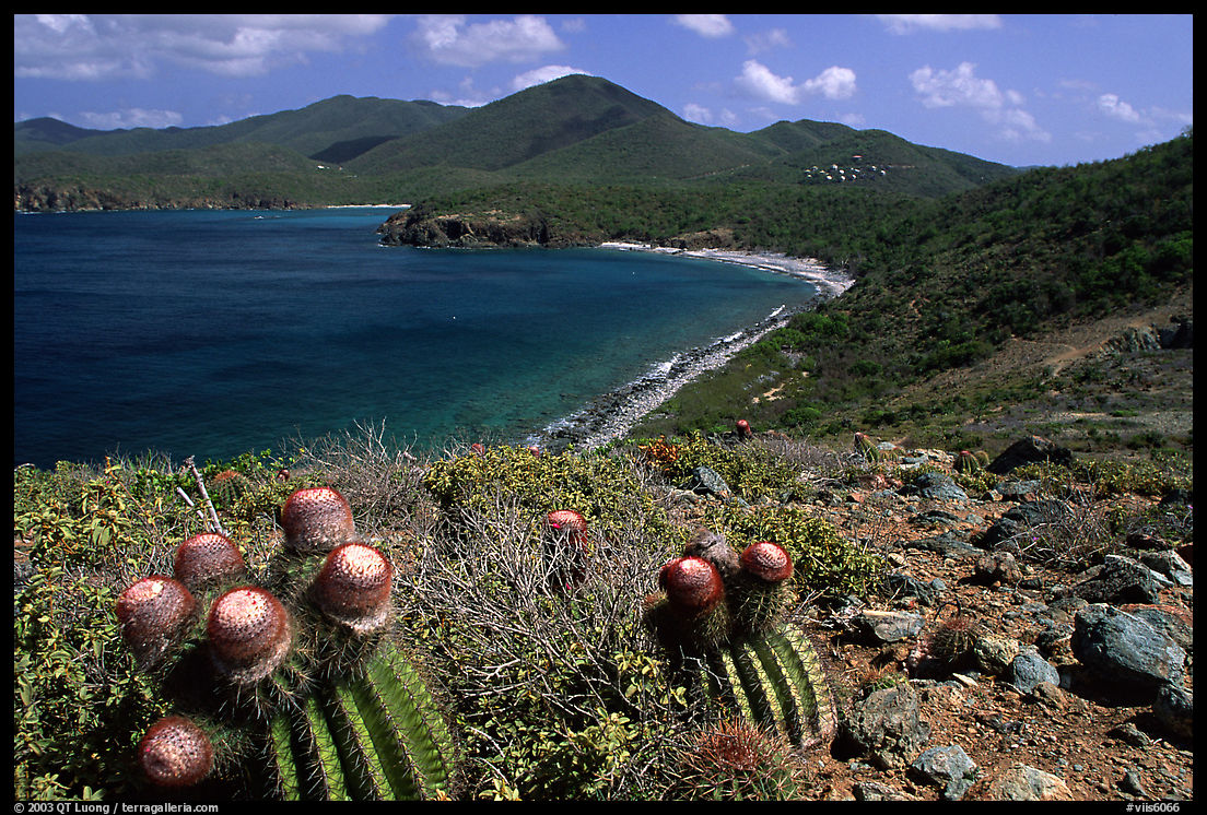 Cactus and bay, Ram Head. Virgin Islands National Park, US Virgin Islands.