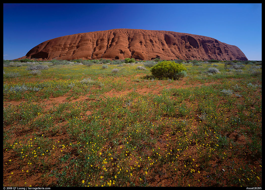 Flowers and Ayers Rock. Australia