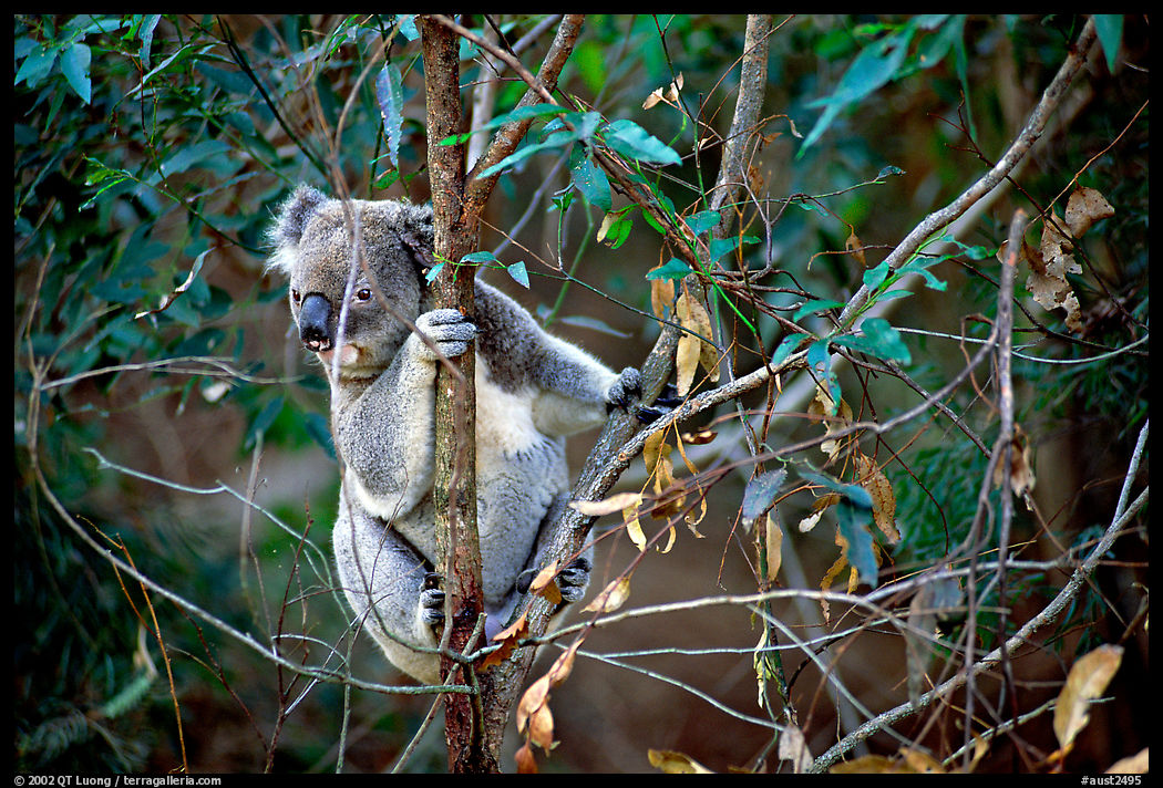Koala in natural environment. Australia