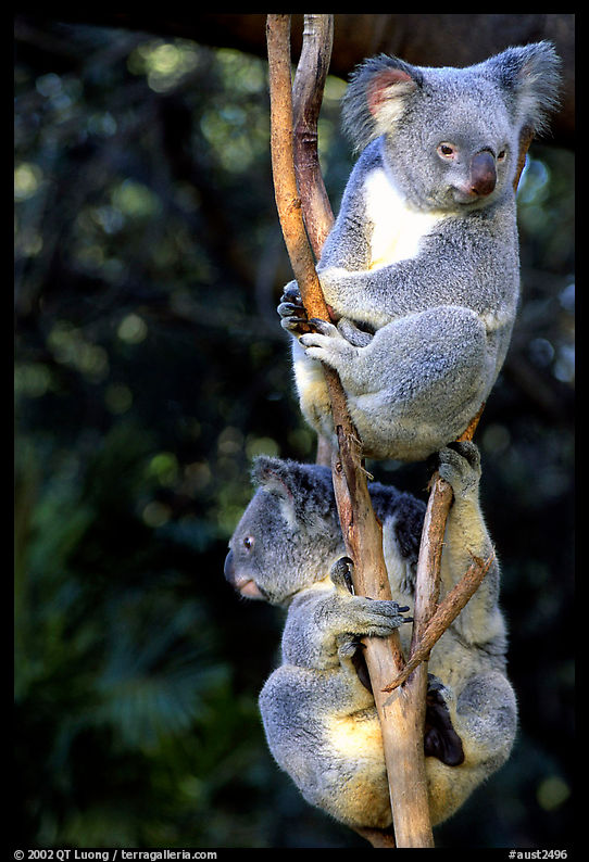 Two koalas. Australia