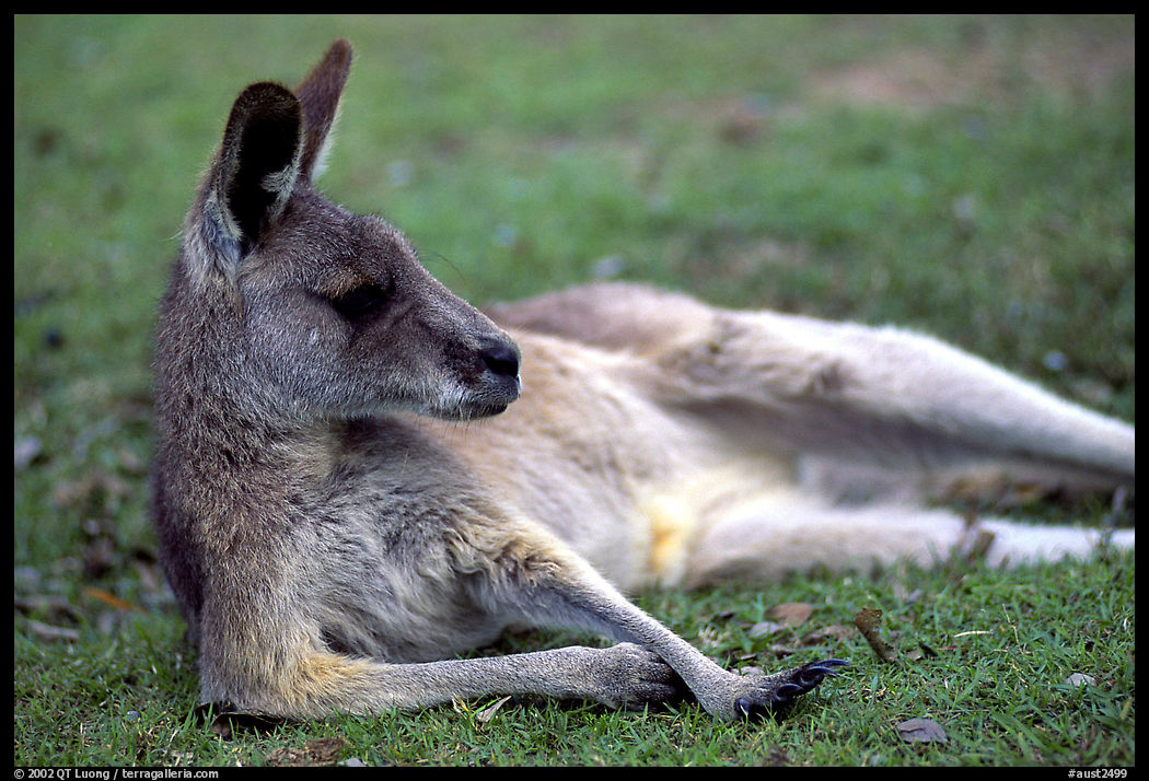 Kangaroo laying on its side. Australia