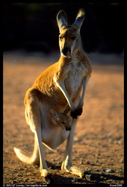 Female Kangaroo with joey in pocket. Australia
