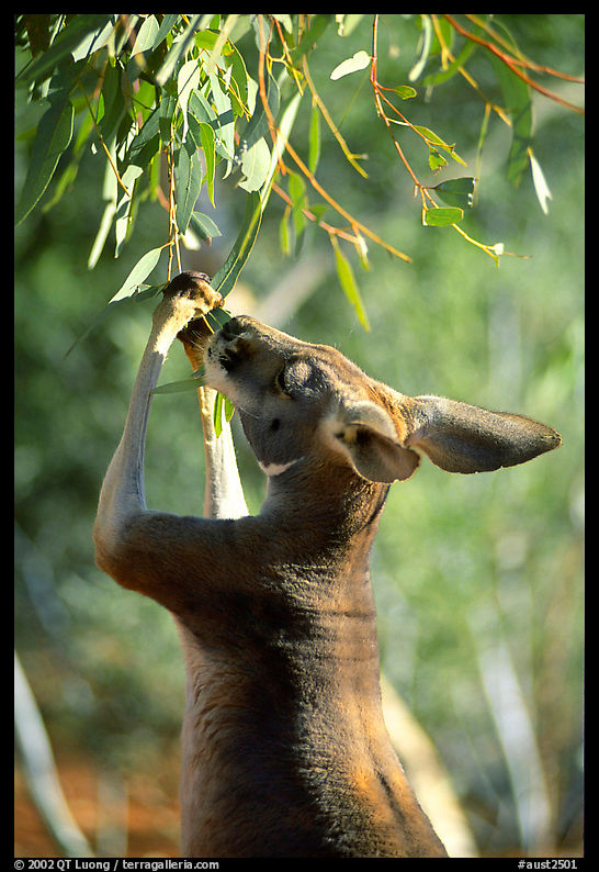Kangaroo reaching for leaves. Australia