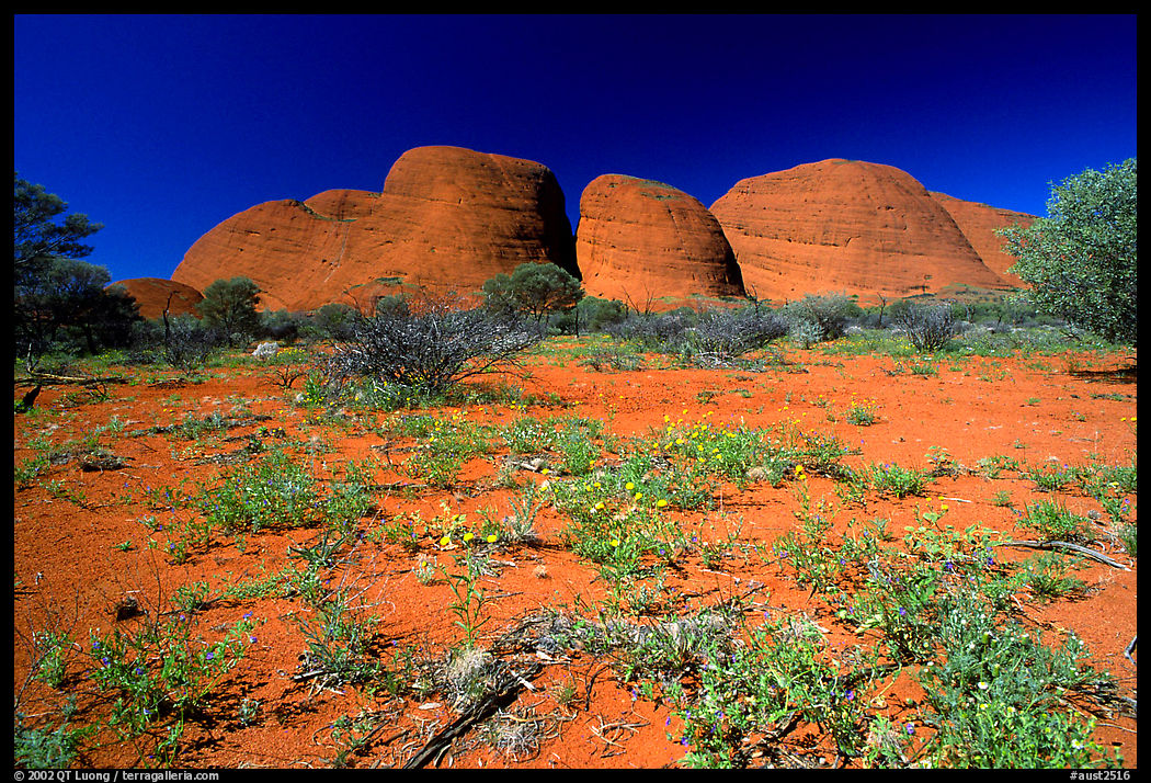 Olgas, mid-day. Olgas, Uluru-Kata Tjuta National Park, Northern Territories, Australia