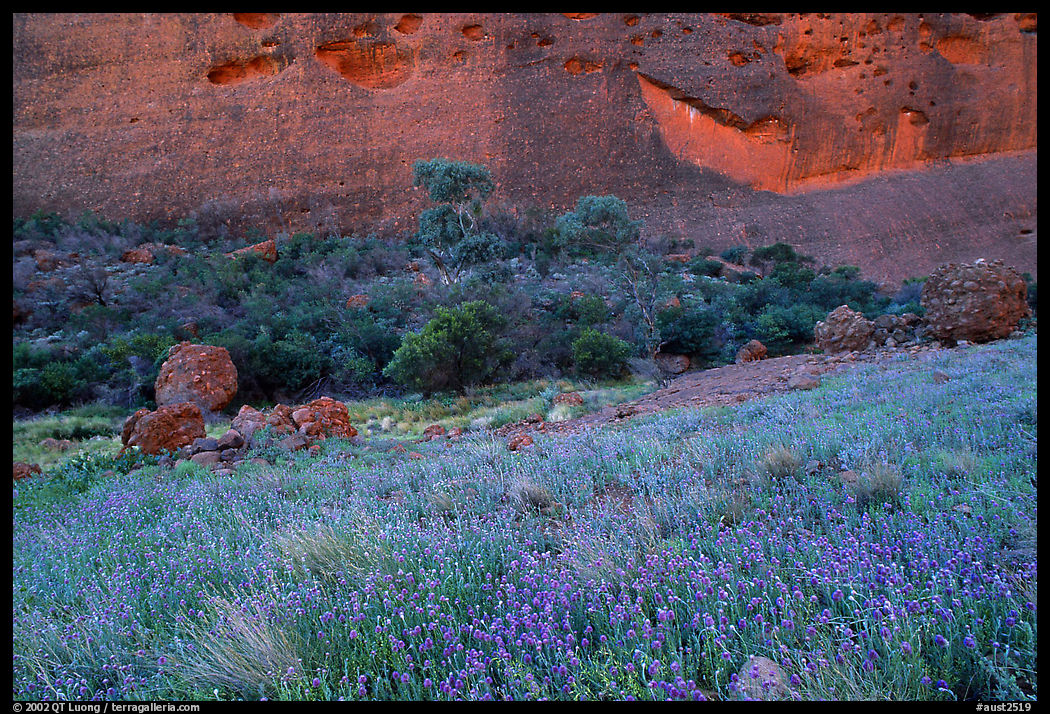Blue flowers at the base of the Olgas. Olgas, Uluru-Kata Tjuta National Park, Northern Territories, Australia