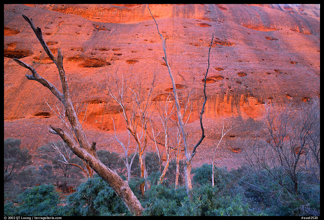 Trees at the base of the Olgas. Olgas, Uluru-Kata Tjuta National Park, Northern Territories, Australia