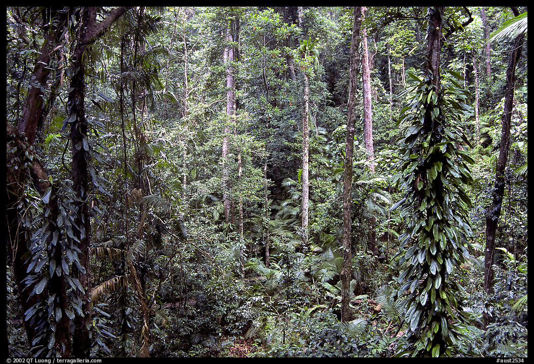 Rainforest, Cape Tribulation. Queensland, Australia