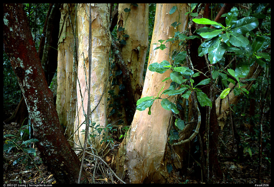 Trees in Rainforest, Cape Tribulation. Queensland, Australia
