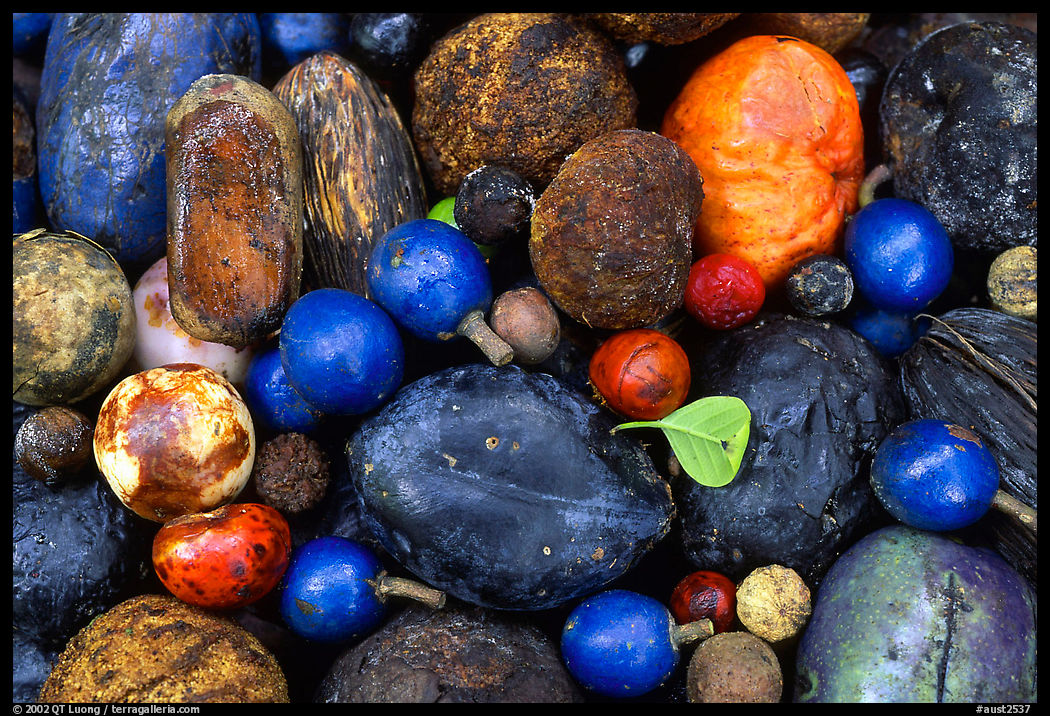 Rainforest fruits, Cape Tribulation. Queensland, Australia