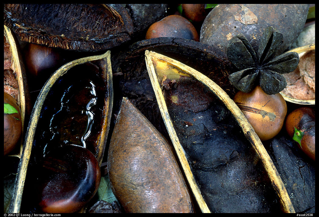 Rainforest beans, Cape Tribulation. Queensland, Australia