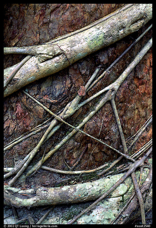 Strangler fig detail. Queensland, Australia