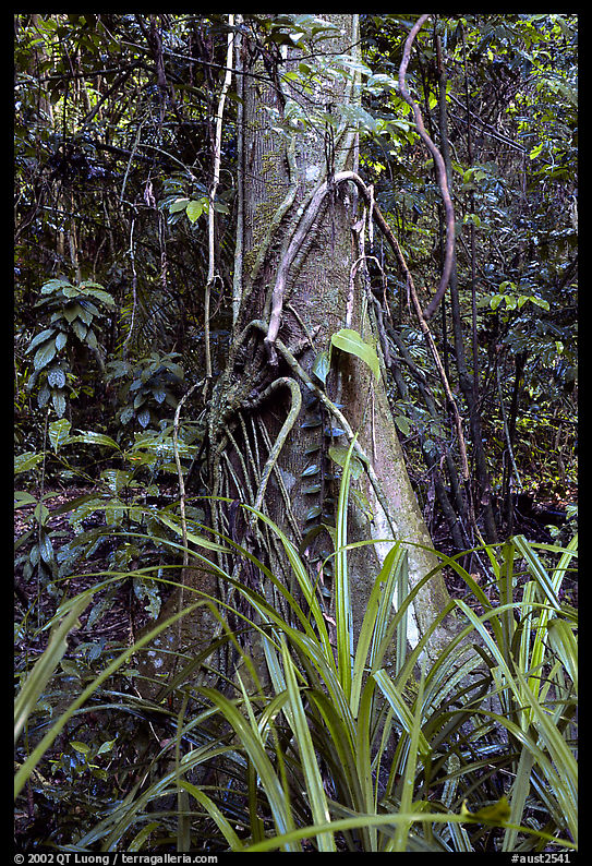 Tree with strangler fig. Queensland, Australia