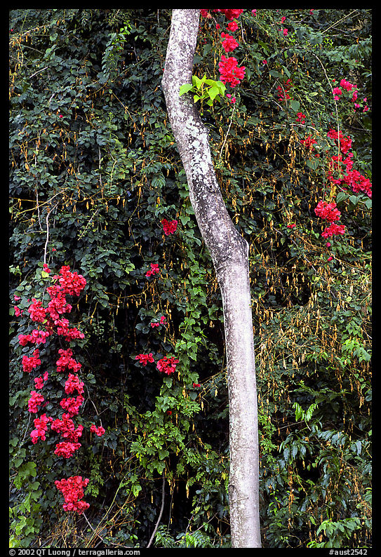 White tree and tropical flowers. Queensland, Australia
