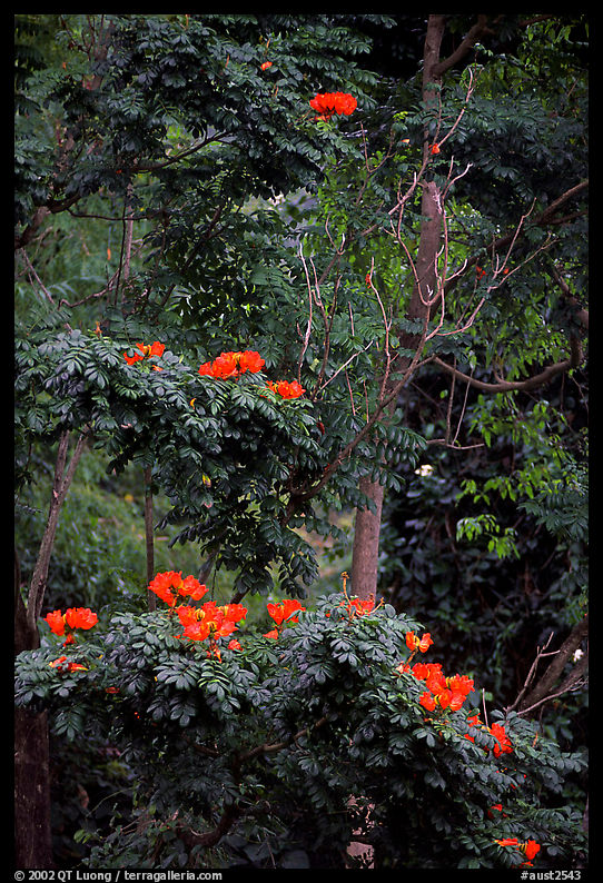 Tropical flowers. Queensland, Australia