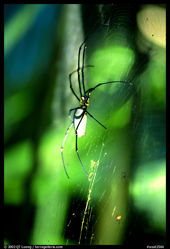 Giant spider (Golden Orb). Australia